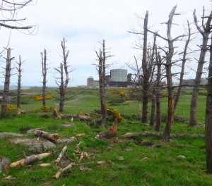 dead-trees-2013-05-22 11.17.52-cropped